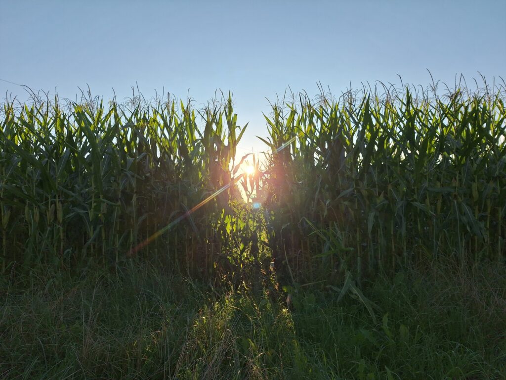 Wie menschlich lebst Du?
